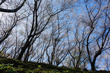 世界遺産「鬼ヶ城」桜の道（三重県熊野市）