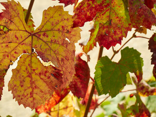 Nebbiolo grape leaves in a vinyard showing fall color. Dogliani, Cuneo, Italy.