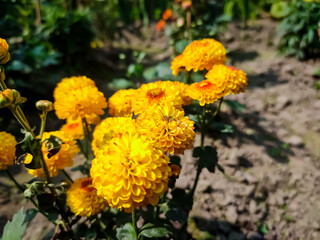 Chrysanthemums, sometimes called mums or chrysanths, are flowering plants of the genus Chrysanthemum in the family Asteraceae. They are native to East Asia and northeastern Europe.