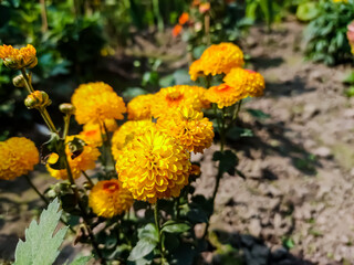Chrysanthemums, sometimes called mums or chrysanths, are flowering plants of the genus Chrysanthemum in the family Asteraceae. They are native to East Asia and northeastern Europe.