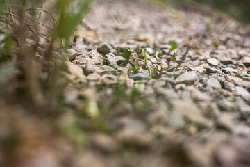 Ants