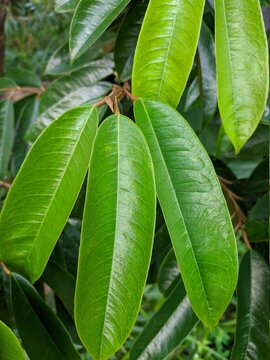 durian leaf (Durio zibethinus) in tropical nature borneo