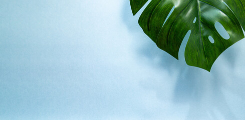 Close-up leaf of evergreen monstera palm tree on light blue background with copy space. Tropical minimal abstract background image © zhennyzhenny
