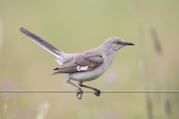 Mockingbird Sitting on a Wire