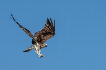 Osprey in flight at Hervey Bay, Australia