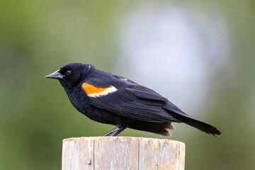 Red Winged Blackbird Close-up