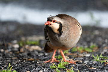 Wild Chukar in the Outdoors