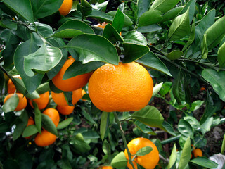 みかん畑と海。愛媛。日本。晴れ。自然の恵み。スペース。
