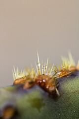 Prickly Pear new blooms up close