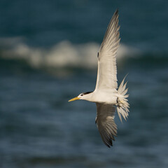 Fototapeta na wymiar Great Crested Tern