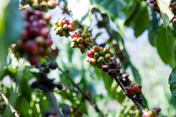 Robusta coffee farm in the Northeast  mountain of Thailand