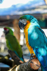 Blue and Gold Macaw 