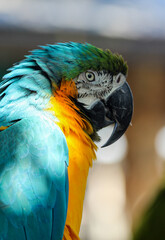 Blue and Gold Macaw 