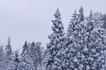 雪の積もった杉の木