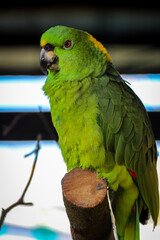 Green Parrot 