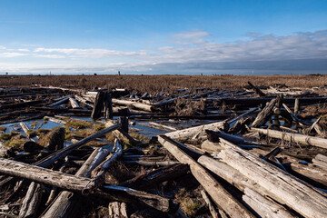 piles of driftwood laying around the waterway in the marshland on a sunny day with horizon covered in cloud under blue sky