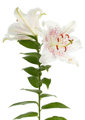 Fototapeta premium Big white-pink flower of oriental lily, isolated on white background