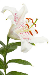 Fototapeta na wymiar Big white-pink flower of oriental lily, isolated on white background