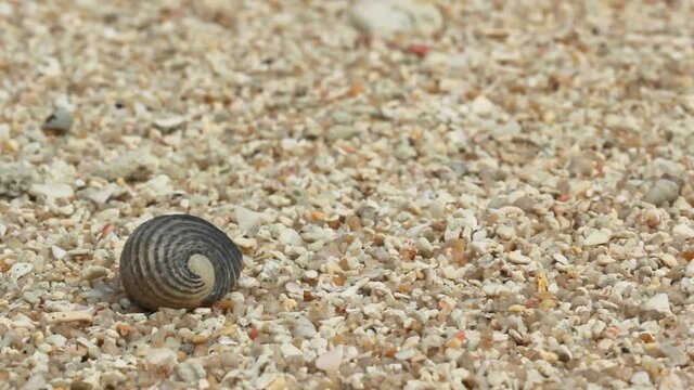 Close-up of a small hermit crab hiding in a shell on a rocky shore. Crab hermit crawls in the tide zone on the sandy shore in macro.