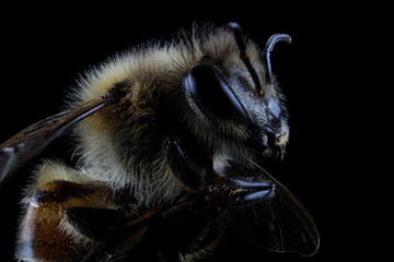 Extreme macro closeup of a domestic bee (Apis mellifera) in black background