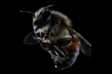 Extreme macro closeup of a domestic bee (Apis mellifera) in black background