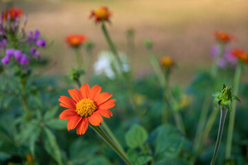 A orange Helenium flower in the garden.