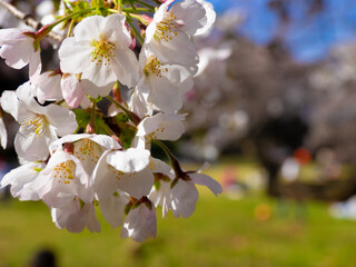暖かくなり桜の花が咲きました