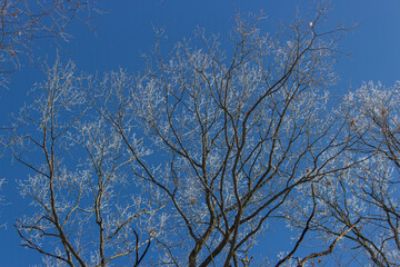 branches against sky