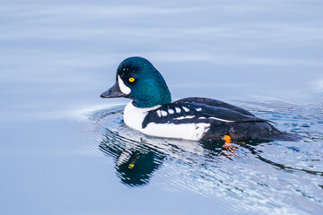 Beautiful Swimming Male Barrow's Goldeneye Duck