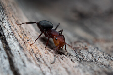 Red ant running on wood (Formica rufa) black background