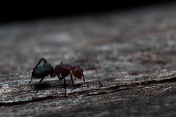 Red ant running on wood (Formica rufa) black background