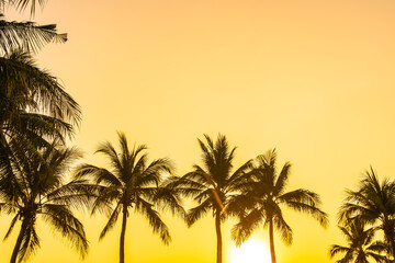 Fototapeta na wymiar Beautiful coconut palm tree with sky at sunset or sunrise