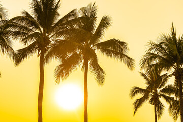 Fototapeta premium Beautiful coconut palm tree with sky at sunset or sunrise