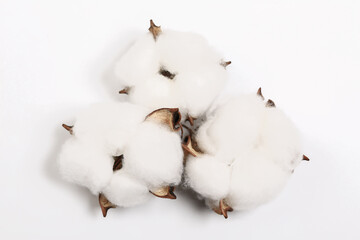Cotone flowers on a white background. Copy space, place for your text. Top view.