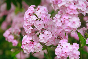 spring lilac blossom. the concept of International Women's Day on March 8