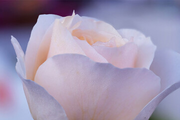 this is close up white rose it name elizabeth rose in high definition