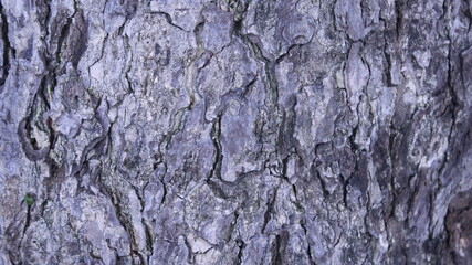 texture of the tree trunk