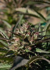 close up of plant cannabis sativa marijuana bud  NaPali Pink