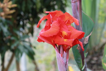 Garden of the coffee area