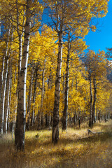 Quaking Aspens in the High Sierras