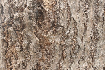 texture of the tree trunk