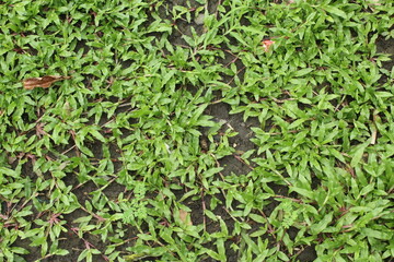 natural green grass texture