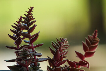 Suculenta