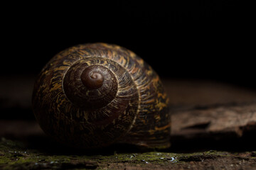 Garden snail (Helix aspersa) on wooden black background