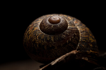 Garden snail (Helix aspersa) on wooden black background