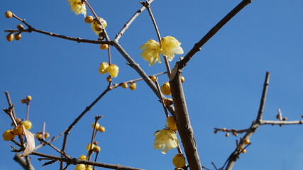 full flower blossom at chichibu, japan in winter season