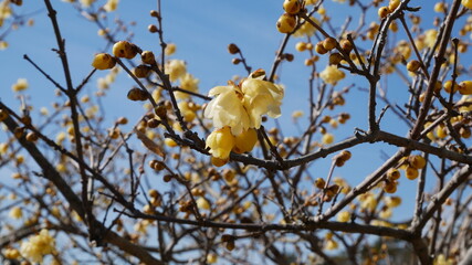 full flower blossom at chichibu, japan in winter season