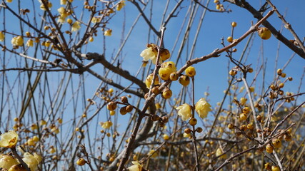 full flower blossom at chichibu, japan in winter season
