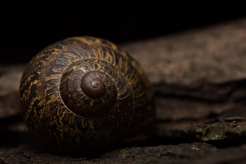 Garden snail (Helix aspersa) on wooden black background