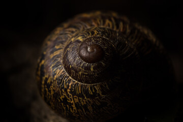 Garden snail (Helix aspersa) on wooden black background